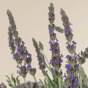 Lavender Live Plant 3-Pack - Lavandula × ginginsii - 4-6 inch Pots - Indoor/Outdoor - Image 1