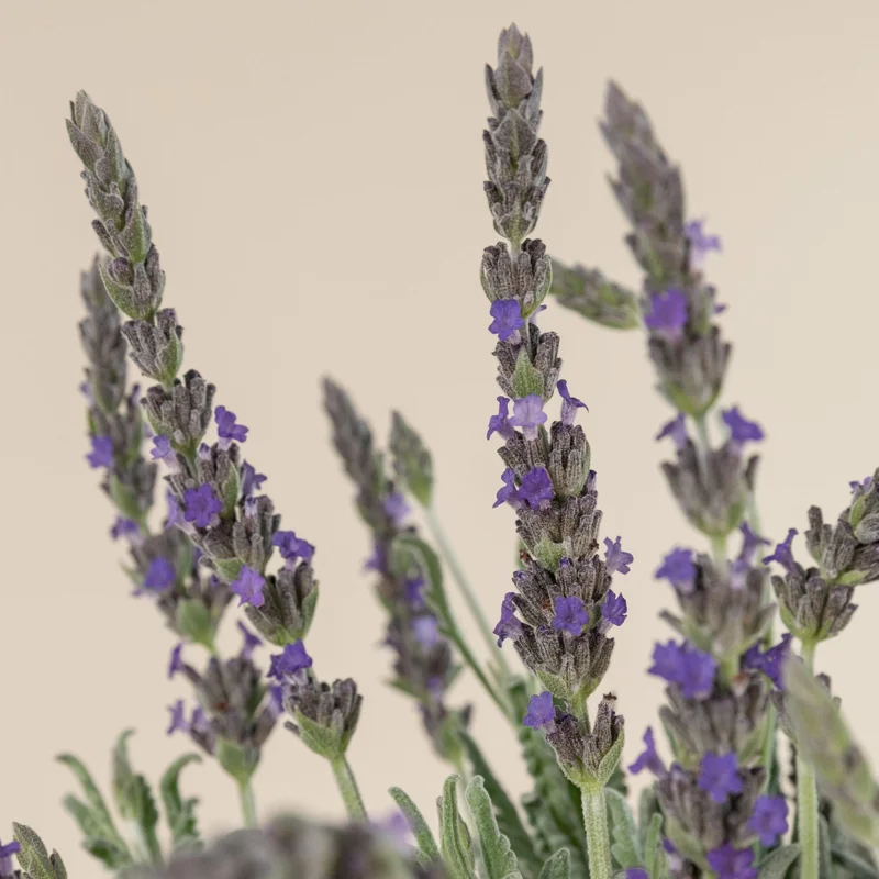 Lavender Live Plant 3-Pack - Lavandula × ginginsii - 4-6 inch Pots - Indoor/Outdoor - Image 1