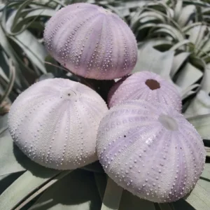 Lavender Sea Urchin Shells - Air Plant Holder Coastal Decor (1-3 inch) - Image 2