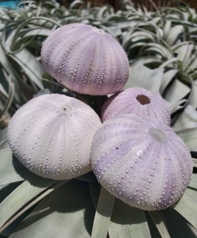 Lavender Sea Urchin Shells - Air Plant Holder Coastal Decor (1-3 inch) - Image 2