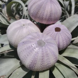 Lavender Sea Urchin Shells - Air Plant Holder Coastal Decor (1-3 inch) - Image 3