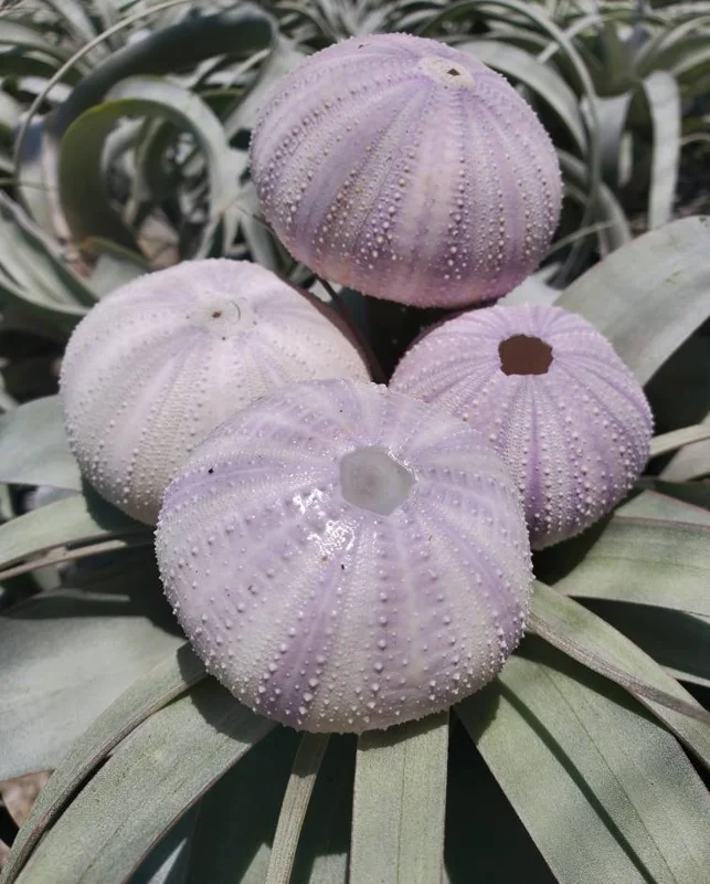 Lavender Sea Urchin Shells - Air Plant Holder Coastal Decor (1-3 inch) - Image 3
