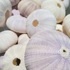 Lavender Sea Urchin Shells - Air Plant Holder Coastal Decor (1-3 inch) - Image 4