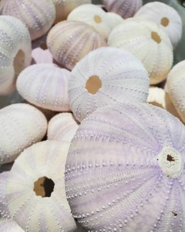 Lavender Sea Urchin Shells - Air Plant Holder Coastal Decor (1-3 inch) - Image 4