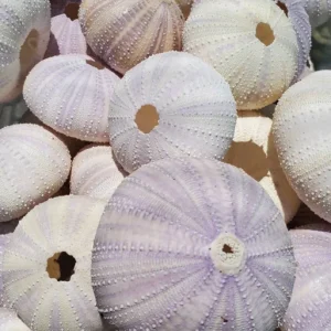 Lavender Sea Urchin Shells - Air Plant Holder Coastal Decor (1-3 inch) - Image 5