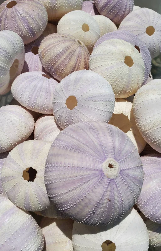 Lavender Sea Urchin Shells - Air Plant Holder Coastal Decor (1-3 inch) - Image 5