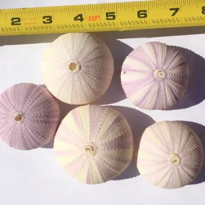 Lavender Sea Urchin Shells - Air Plant Holder Coastal Decor (1-3 inch) - Image 6