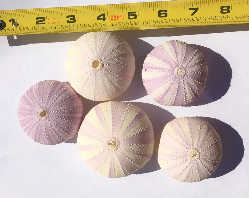 Lavender Sea Urchin Shells - Air Plant Holder Coastal Decor (1-3 inch) - Image 6
