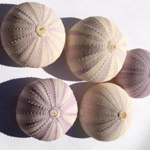 Lavender Sea Urchin Shells - Air Plant Holder Coastal Decor (1-3 inch) - Image 7