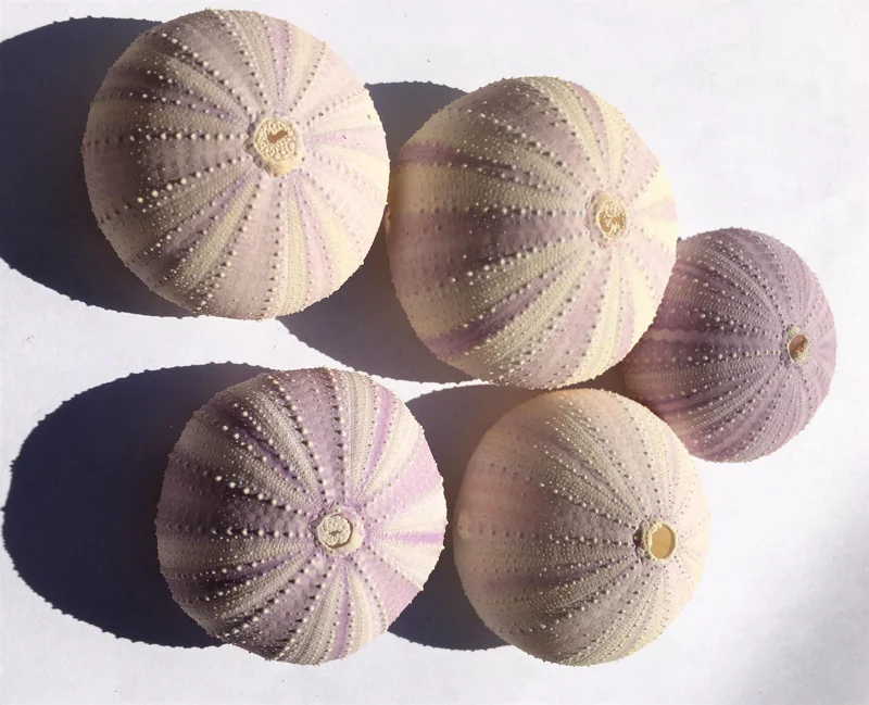 Lavender Sea Urchin Shells - Air Plant Holder Coastal Decor (1-3 inch) - Image 7