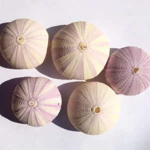 Lavender Sea Urchin Shells - Air Plant Holder Coastal Decor (1-3 inch) - Image 8