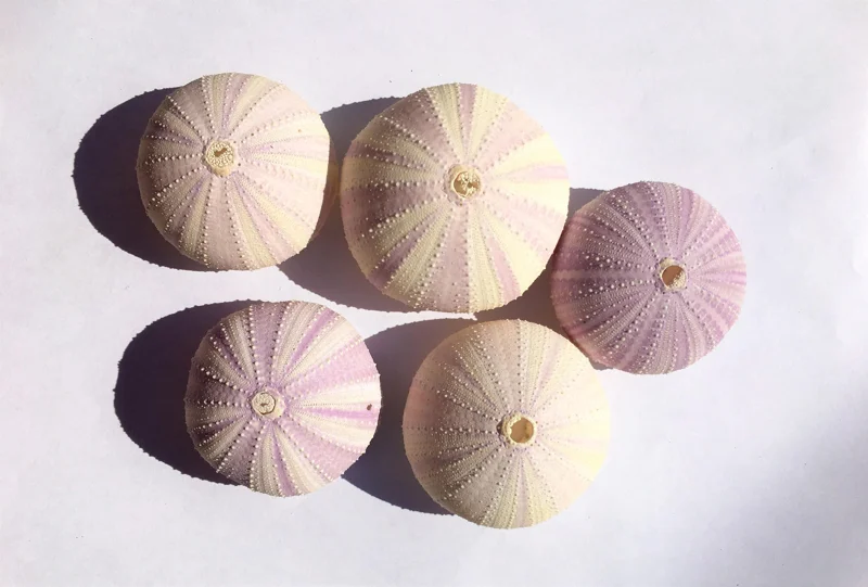 Lavender Sea Urchin Shells - Air Plant Holder Coastal Decor (1-3 inch) - Image 8