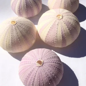 Lavender Sea Urchin Shells - Air Plant Holder Coastal Decor (1-3 inch) - Image 9