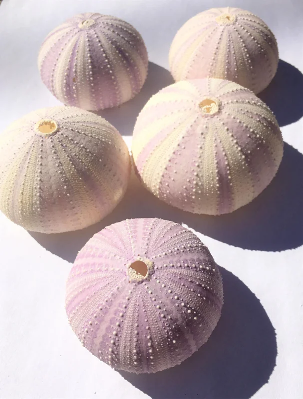 Lavender Sea Urchin Shells - Air Plant Holder Coastal Decor (1-3 inch) - Image 9