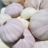 Lavender Sea Urchin Shells - Air Plant Holder Coastal Decor (1-3 inch) - Image 1