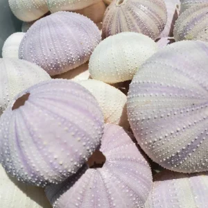 Lavender Sea Urchin Shells - Air Plant Holder Coastal Decor (1-3 inch) - Image 1