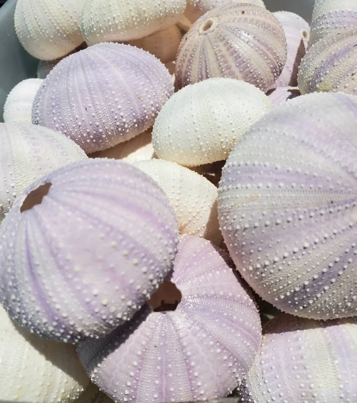 Lavender Sea Urchin Shells - Air Plant Holder Coastal Decor (1-3 inch) - Image 1