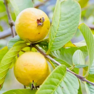 Lemon Guava Live Plant - Tropical Fruit Tree - 1/2 Gallon Pot - Image 1