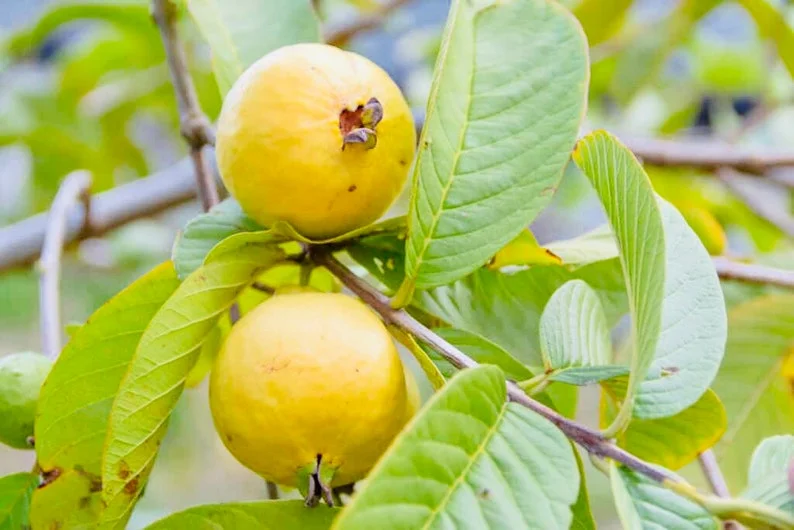 Lemon Guava Live Plant - Tropical Fruit Tree - 1/2 Gallon Pot - Image 1