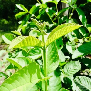 Lemon Guava Live Plant - Tropical Fruit Tree - 1/2 Gallon Pot - Image 2