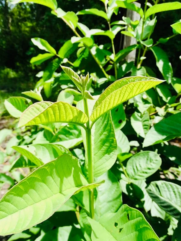 Lemon Guava Live Plant - Tropical Fruit Tree - 1/2 Gallon Pot - Image 2