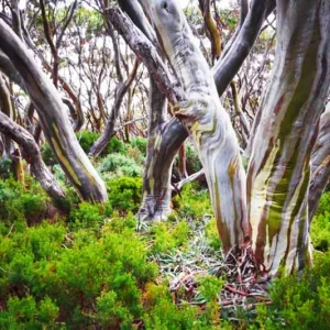 Lemon Scented Gum Eucalyptus Plant or Seeds - Corymbia citriodora - Image 2