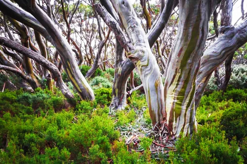 Lemon Scented Gum Eucalyptus Plant or Seeds - Corymbia citriodora - Image 2