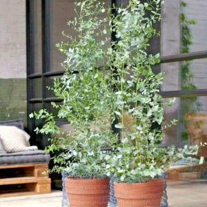 Lemon Scented Gum Eucalyptus Plant or Seeds - Corymbia citriodora - Image 3