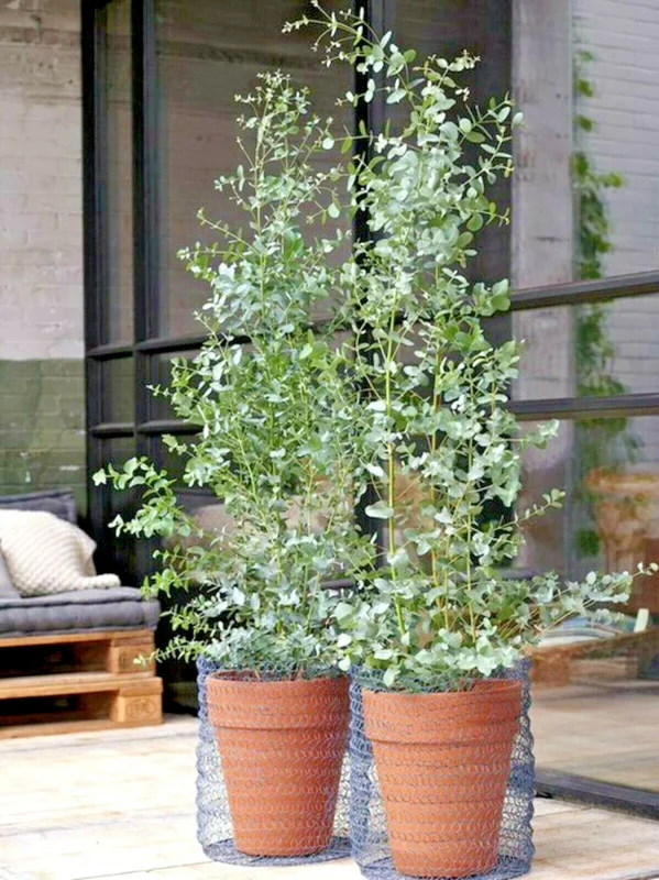 Lemon Scented Gum Eucalyptus Plant or Seeds - Corymbia citriodora - Image 3