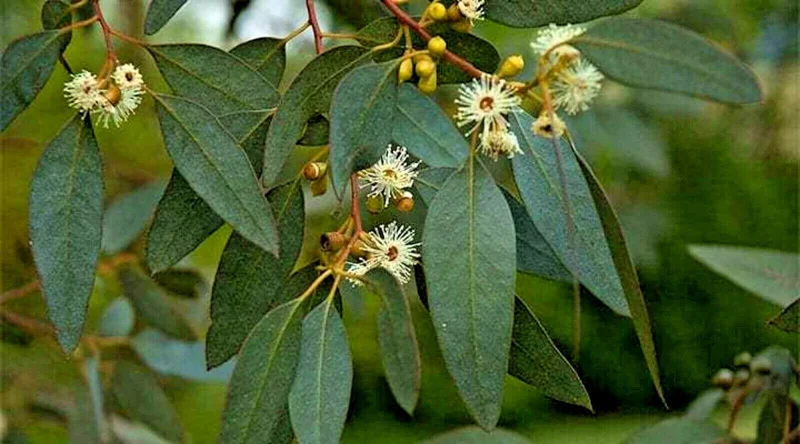 Lemon Scented Gum Eucalyptus Plant or Seeds - Corymbia citriodora - Image 4