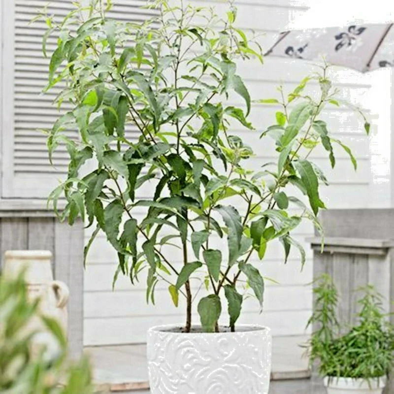 Lemon Scented Gum Eucalyptus Plant or Seeds - Corymbia citriodora - Image 5
