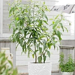 Lemon Scented Gum Eucalyptus Plant or Seeds - Corymbia citriodora - Image 1
