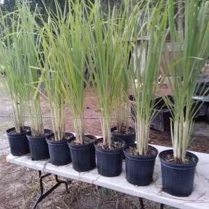 Lemongrass Live Plant - 2 Starter Herb Plants for Cooking & Garden, 5ft Tall - Image 2