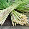 Lemongrass Live Plant - 2 Starter Herb Plants for Cooking & Garden, 5ft Tall - Image 1