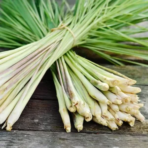 Lemongrass Live Plant - 2 Starter Herb Plants for Cooking & Garden, 5ft Tall - Image 1