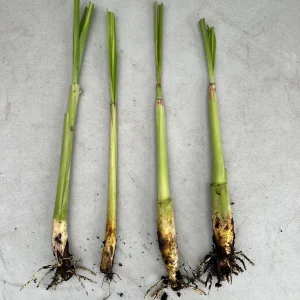 Lemongrass Live Plant - 2 Starter Herb Plants for Cooking & Garden, 5ft Tall - Image 3