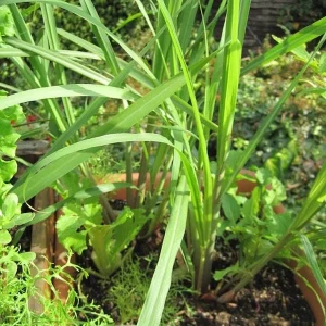 Lemongrass Live Plant - 2 Starter Herb Plants for Cooking & Garden, 5ft Tall - Image 4