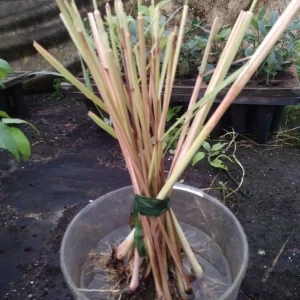 Lemongrass Live Plant - 2 Starter Herb Plants for Cooking & Garden, 5ft Tall - Image 5