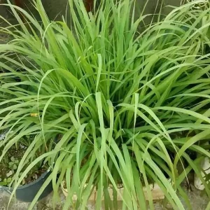 Lemongrass Live Plant - 2 Starter Herb Plants for Cooking & Garden, 5ft Tall - Image 6