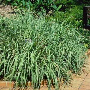 Lemongrass Live Plant - 2 Starter Herb Plants for Cooking & Garden, 5ft Tall - Image 7