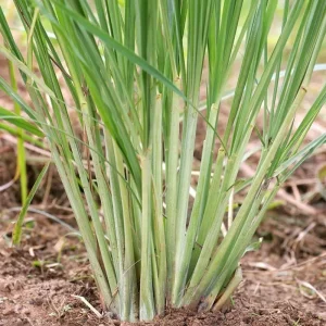 Lemongrass Live Plant - 2 Starter Herb Plants for Cooking & Garden, 5ft Tall - Image 8
