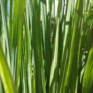 Lemongrass Live Plant - 2 Starter Herb Plants for Cooking & Garden, 5ft Tall - Image 9