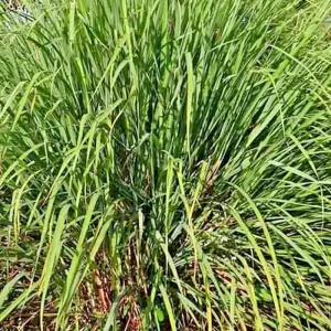 Lemongrass Seeds - 200+ Fresh Non-GMO Cymbopogon Flexuosus Herb Seeds - Image 3