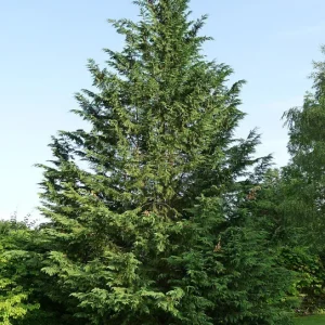 Leyland Cypress Starter Plant - Fast Growing Evergreen Tree, 14-18 Inch - Image 1