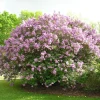 Lilac Live Plant Starter - Syringa Shrub, 6-8 Inch Tall, Outdoor Fragrant Blooms - Image 1