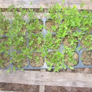 Limelight Hydrangea Paniculata Live Plant – 3x4 inch Pot – Outdoor Shrub - Image 2