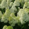 Limelight Hydrangea Paniculata Live Plant – 3x4 inch Pot – Outdoor Shrub - Image 1
