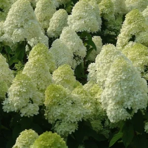 Limelight Hydrangea Paniculata Live Plant – 3x4 inch Pot – Outdoor Shrub - Image 1