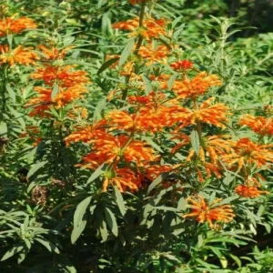 Lion's Ear Live Plant - Leonotis Leonurus Starter, 6-8 Inch Tall, Orange Flowers, Outdoor Perennial - Image 1