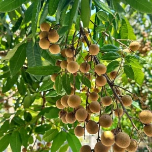 Longan Live Fruit Tree – 8-12 inch Plant in Half Gallon Pot – Outdoor - Image 2